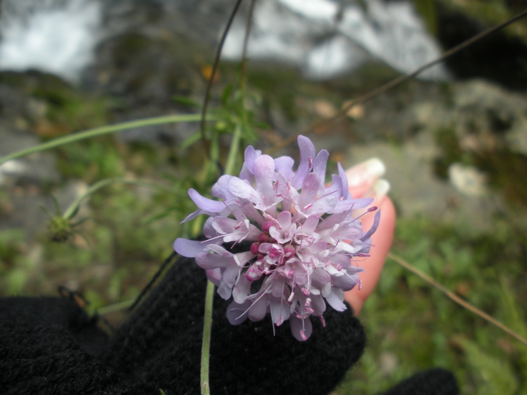 Scabiosa uniseta ?